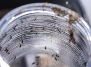 ministerio-da-saude-intensificara-mobilizacao-contra-dengue-no-brasil