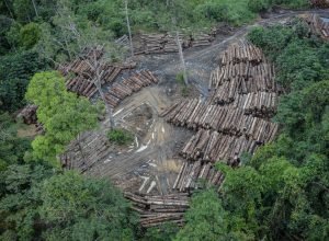 interpol-mira-desmatamento-ilegal