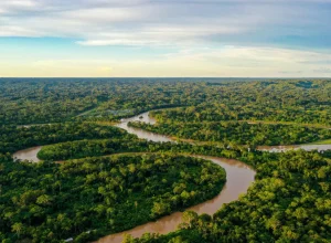 entenda-como-funciona-o-fundo-florestas-tropicais-para-sempre