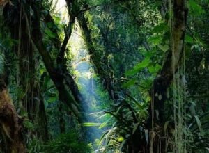 bndes-investe-r$7-bi-em-florestas