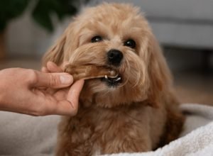 alimentos-que-podem-ser-perigosos-a-saude-do-seu-pet