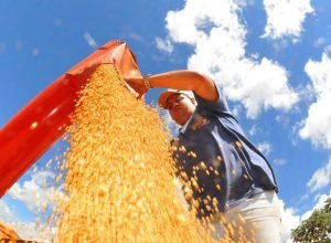 safra-deve-recuar-3,7%-em-2026,-depois-de-um-2025-recorde