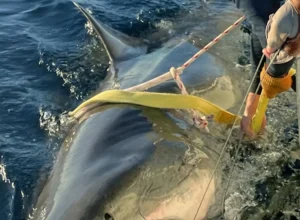 tubarao-branco-gigante-retorna-a-costa-dos-eua-apos-migracao-ao-canada