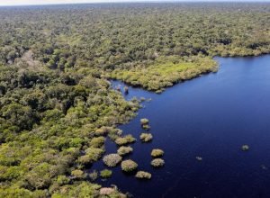 cop30:-quarto-leilao-do-eco-invest-tera-foco-exclusivo-na-amazonia