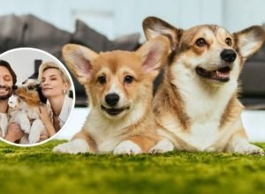 amor-incondicional:-a-profunda-ligacao-emocional-entre-caes-e-humanos