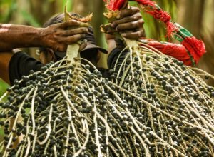 cnn-na-cop30:-veja-o-processo-de-producao-do-acai