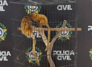 dupla-que-oferecia-micos-leoes-no-whatsapp-e-denunciada-pelo-ministerio-publico-no-rj