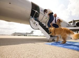 stf-derruba-lei-do-rj-que-garantia-transporte-aereo-de-animais-gratuito