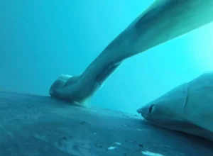 remoras-“surfam”-em-baleias-jubarte-na-australia;-veja-as-imagens