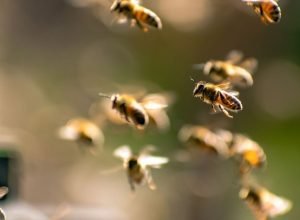 sete-adolescentes-ficam-feridos-apos-ataque-de-abelhas-em-sp