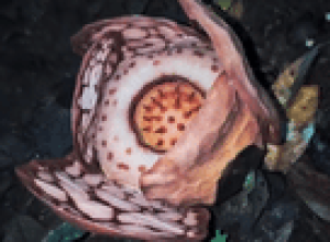 cientistas-acham-flor-gigante-rarissima-na-indonesia;-pesquisador-chora