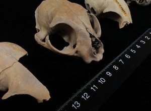 dna-antigo-desafia-certezas-cientificas-sobre-origem-dos-gatos-domesticos