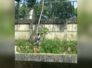 veja-momento-em-que-leoa-ataca-homem-que-invadiu-jaula-em-zoologico-na-pb