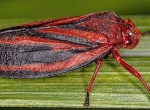 pesquisa-identifica-nova-especie-de-inseto-que-ataca-lavouras-de-cana-de-acucar