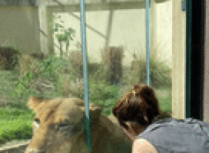 veterinaria-mostra-relacao-docil-com-leoa-que-matou-jovem:-‘nao-e-vila’