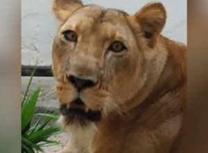 zoologico-na-paraiba-segue-fechado-apos-morte-de-visitante;-leoa-esta-bem