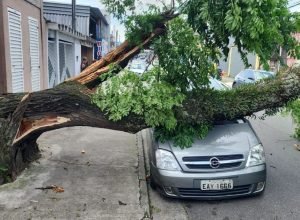 forte-vendaval:-mais-de-mil-arvores-caem-em-sao-paulo-nesta-quarta-(10)
