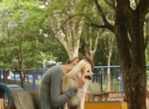 cade-aprova-fusao-entre-petz-e-cobasi-com-restricoes