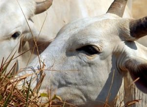 bois-exportados-vivos:-ongs-denunciam-precariedade-e-riscos-ambientais