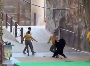 urso-ataca-treinador-em-parque-na-china-para-tentar-roubar-comida
