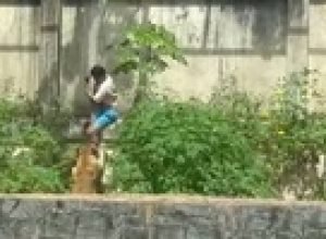 zoo-onde-jovem-morreu-tera-reabertura-parcial-e-monitoramento-de-leoa