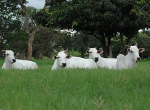 brasil-desbanca-eua-e-e-lider-mundial-na-producao-de-carne-bovina
