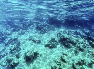 el-nino-afeta-ecossistema-marinho-no-oceano-atlantico,-diz-estudo