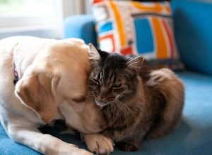 alesp-aprova-projeto-que-permite-sepultamento-de-caes-e-gatos-em-jazigos