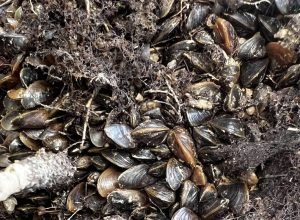 mexilhao-invasor-se-adapta-a-rios-da-amazonia-e-ameaca-biodiversidade