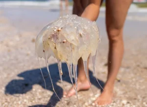 como-tratar-uma-queimadura-de-agua-viva-em-criancas?