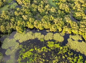 por-que-bacterias-carnivoras-e-mortais-estao-se-espalhando-tanto-ultimamente