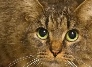 gata-desaparecida-ha-443-dias-volta-a-casa-nos-eua.-“milagre-de-natal”