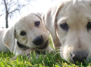 genios:-o-ranking-das-racas-de-cachorros-mais-inteligentes