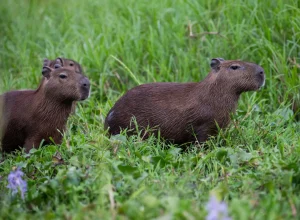 promotoria-mira-demolicao-de-mansoes-no-pantanal-em-mato-grosso