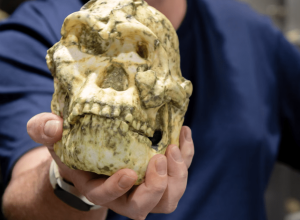 sera-que-o-fossil-little-foot-e-uma-nova-especie-humana-ancestral?-entenda