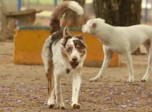 brasil-tem-cerca-de-30-milhoes-de-animais-domesticos-abandonados