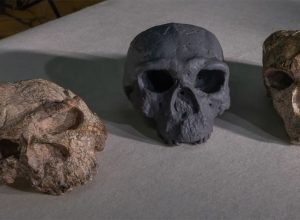 “homem-dragao”:-maior-misterio-da-evolucao-humana-comeca-a-ser-desvendado