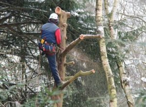lei-permite-poda-ou-corte-de-arvores-quando-orgao-ambiental-se-omite