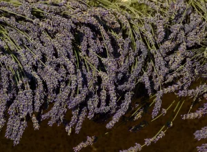 plantas-que-atraem-dinheiro-e-boa-sorte-para-sua-casa