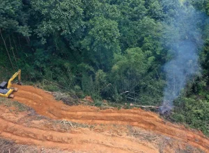 desmatamento-cai-9%-na-amazonia-e-no-cerrado-em-2025