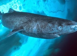 tubaroes-da-groenlandia-vivem-400-anos-e-enxergam-bem;-estudo-descobre-como