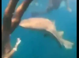 surfista-e-mordida-por-tubarao-durante-mergulho-em-fernando-de-noronha