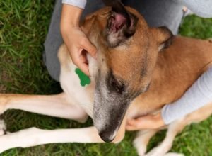 mulher-que-fez-sexo-com-cachorro-e-investigada-pela-policia-no-parana