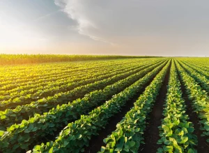 ibge-preve-safra-recorde-de-346-milhoes-de-toneladas-em-2025