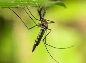 europa-bate-recorde-de-doencas-transmitidas-por-mosquitos