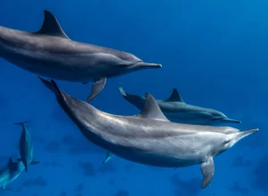 coisas-surpreendentes-sobre-golfinhos-que-pouca-gente-sabe
