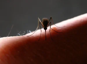 mosquitos-da-mata-atlantica-preferem-sangue-humano,-diz-estudo