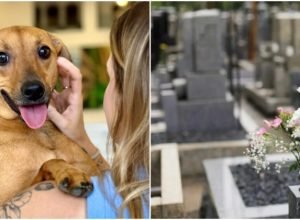 sp-inova:-pets-agora-podem-ser-sepultados-em-jazigos-familiares
