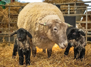 apos-dois-anos-isolada,-fiona,-a-‘ovelha-mais-solitaria-do-mundo’,-da-a-luz-gemeos-na-escocia