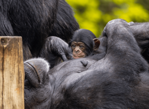 publico-pode-escolher-o-nome-do-novo-chimpanze-do-zoo-de-sp;-saiba-como